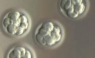 Four embryos